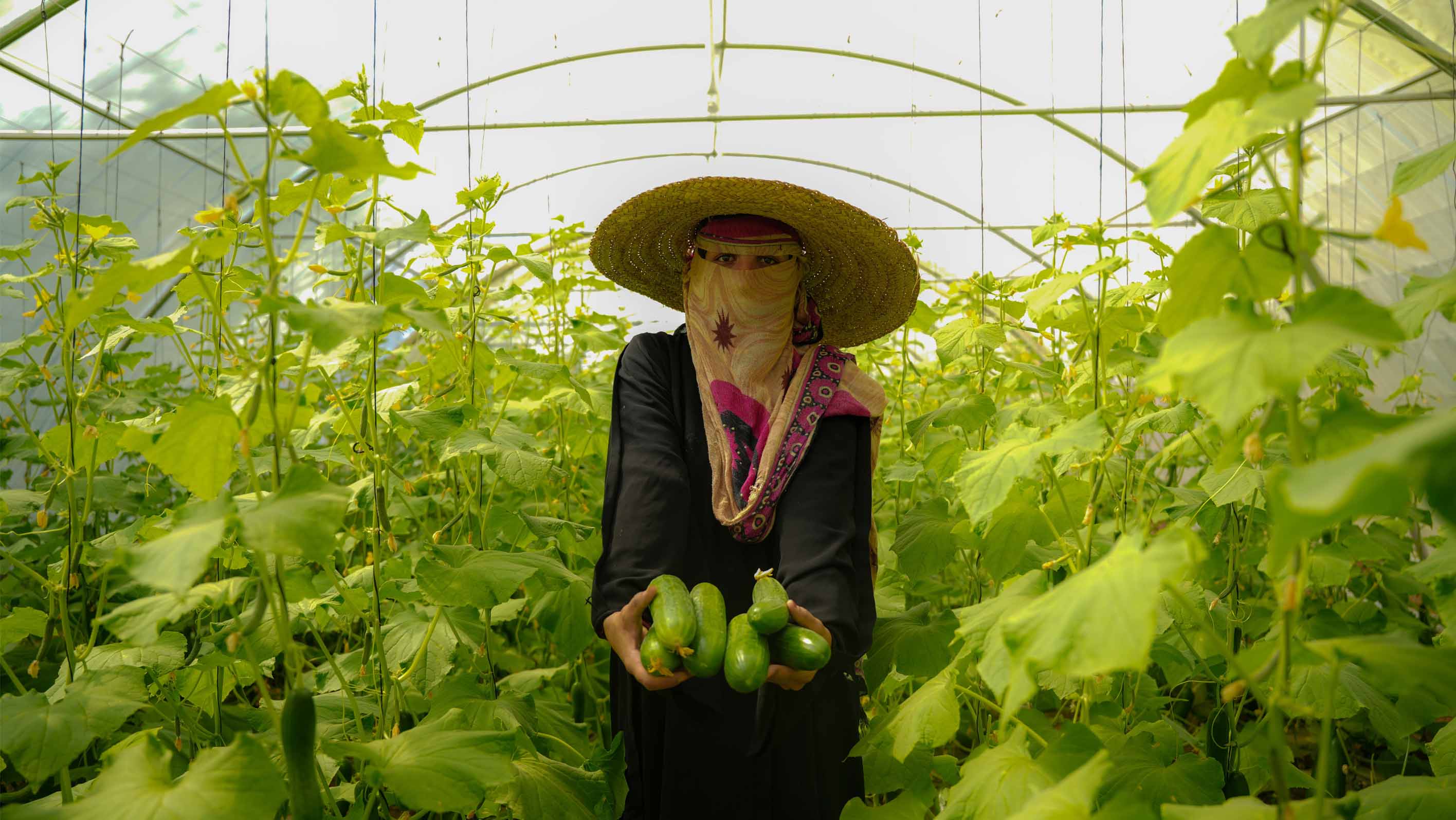 Tawakkol Karman Foundation helps displaced woman harvest first crops from her greenhouse in rural Taiz